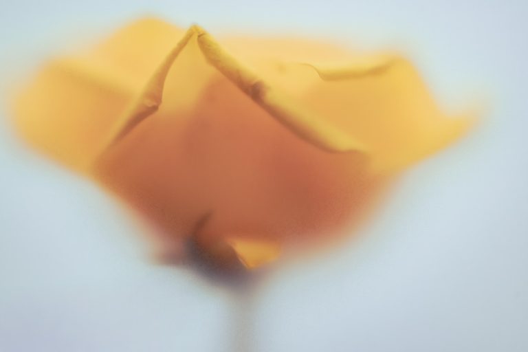 Rose 1