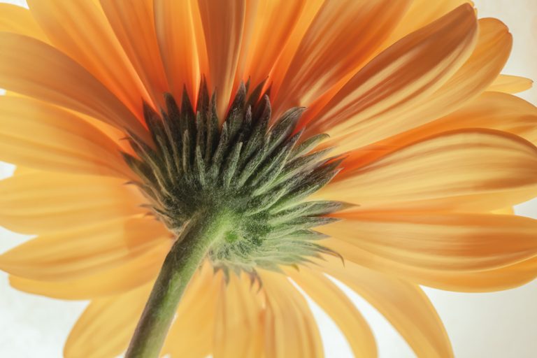 Gerber Daisy 1