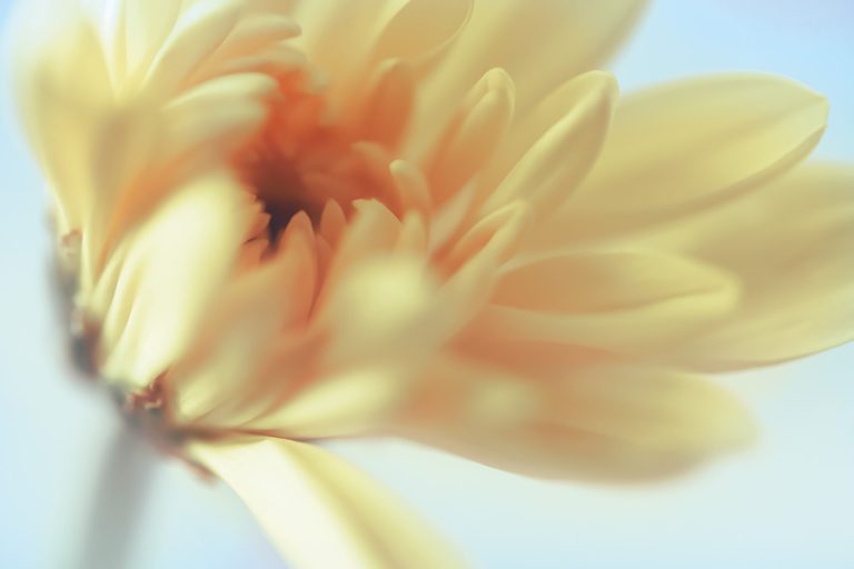 Daisy 1