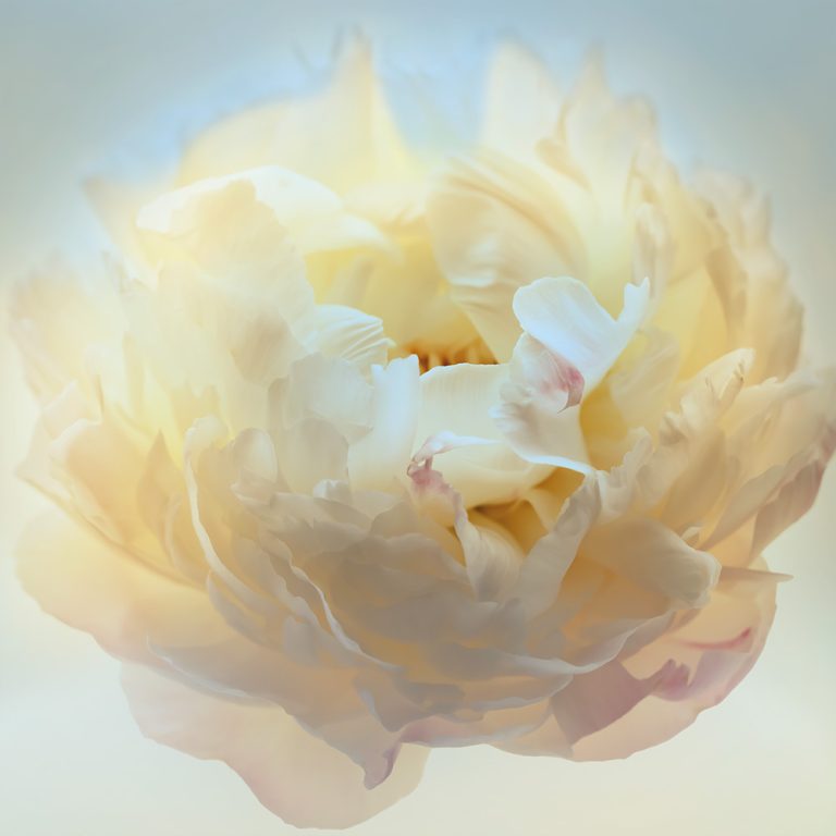 Peony 2