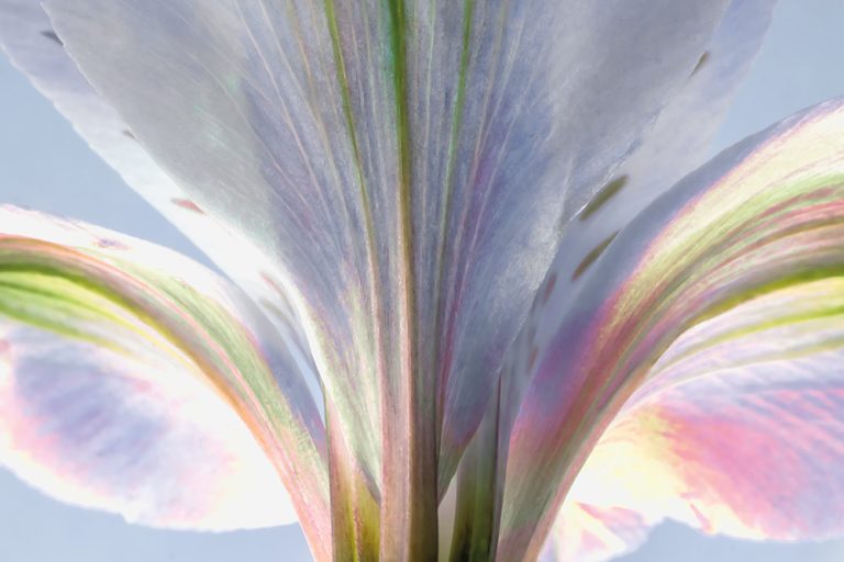 Peruvian Lily 1
