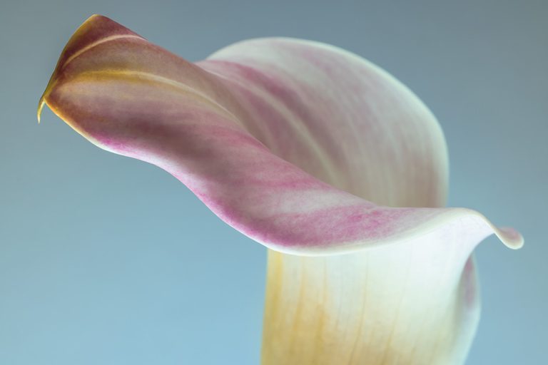 Calla Lily 2