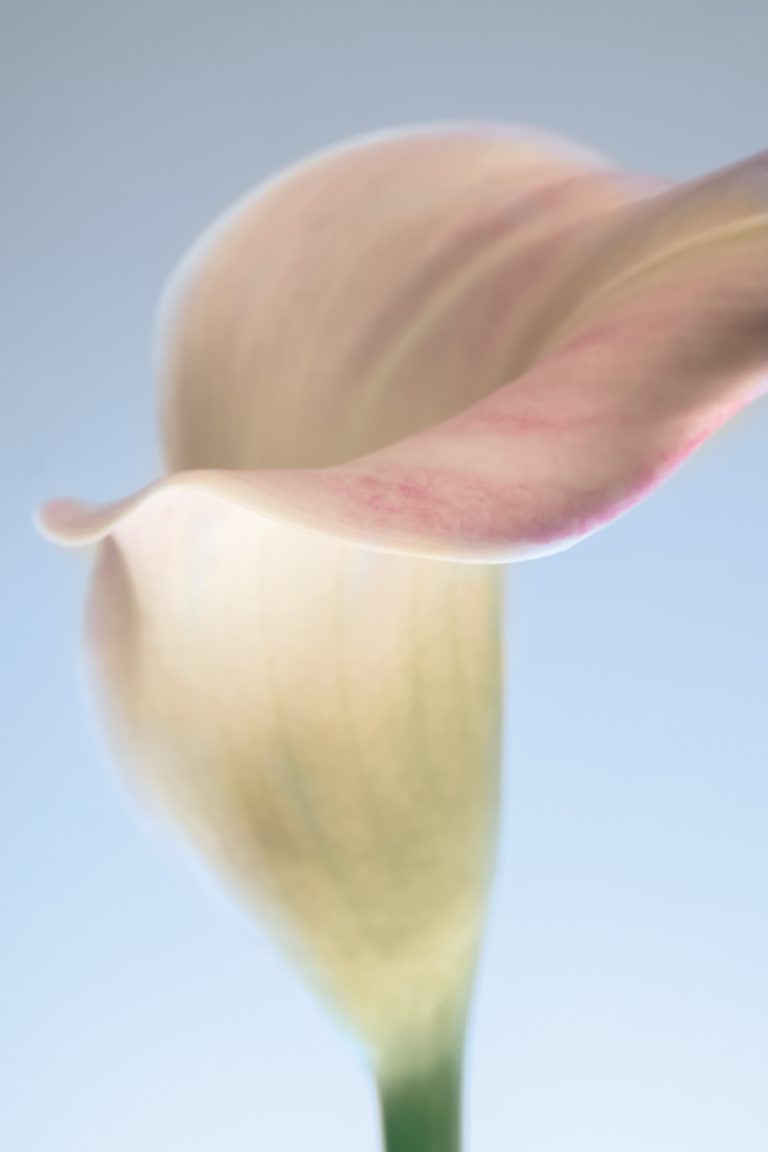 Calla Lily 1