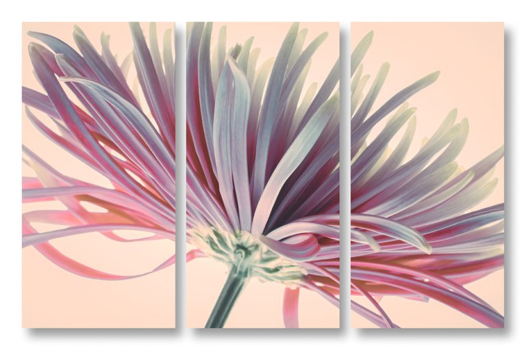 Daisy 2 Triptych
