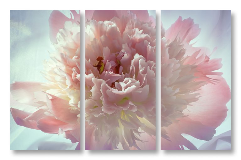 Peony 3 Triptych