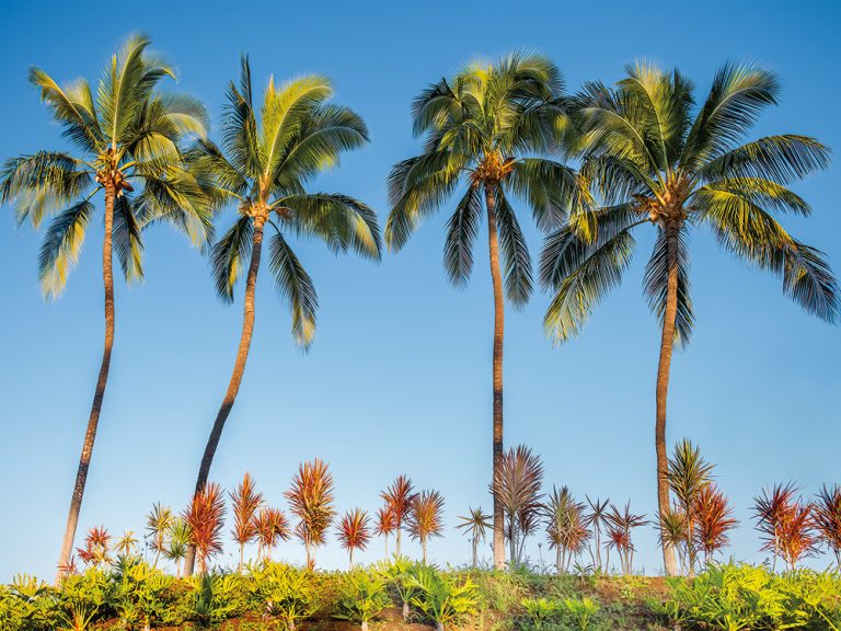Palms and Red Dragon Tree