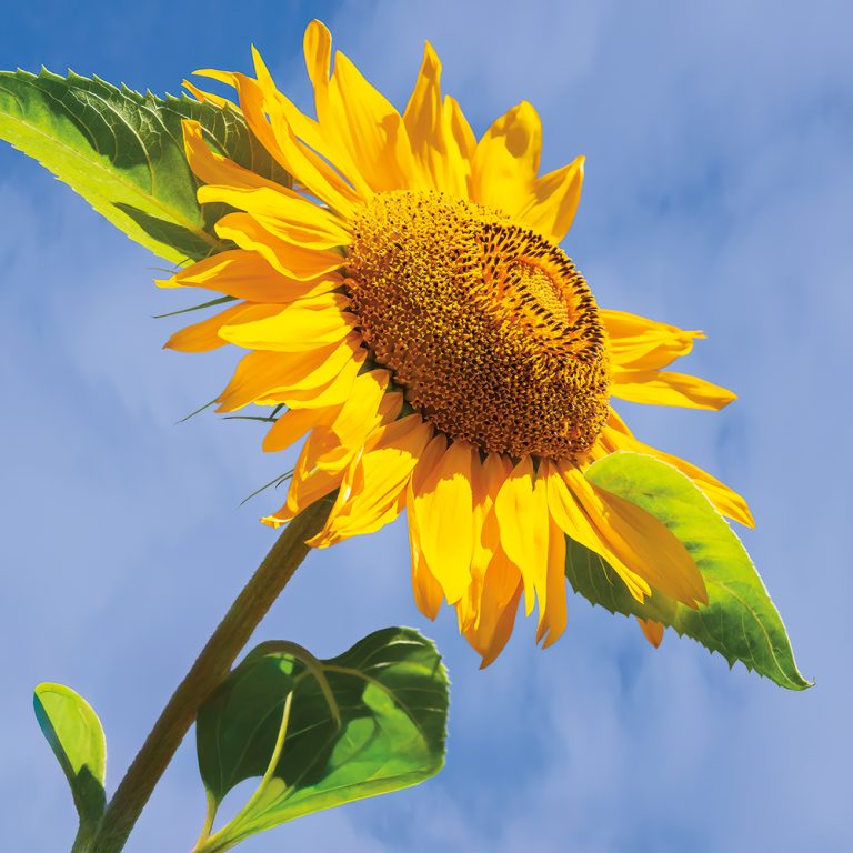 Sunflower Blue Sky 1