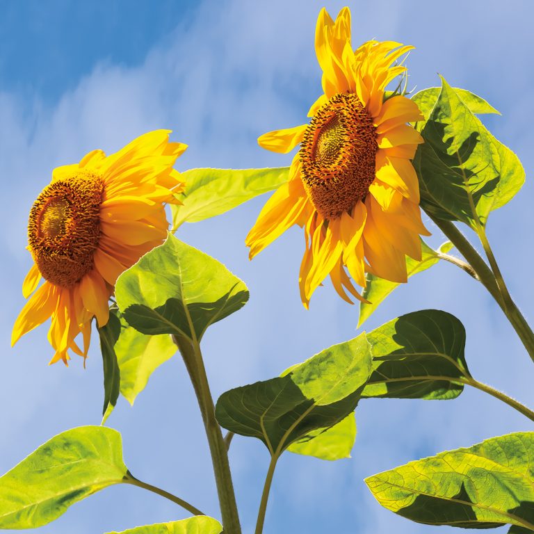 Sunflower Blue Sky 3