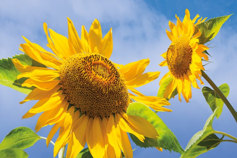 Sunflower Blue Sky 2