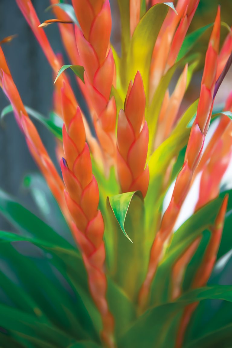 Pink Quill