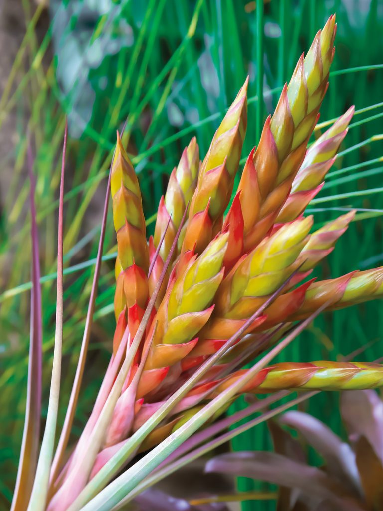 Giant Airplant