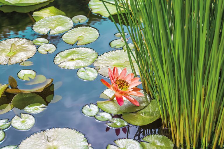 Water Lily and Grasses
