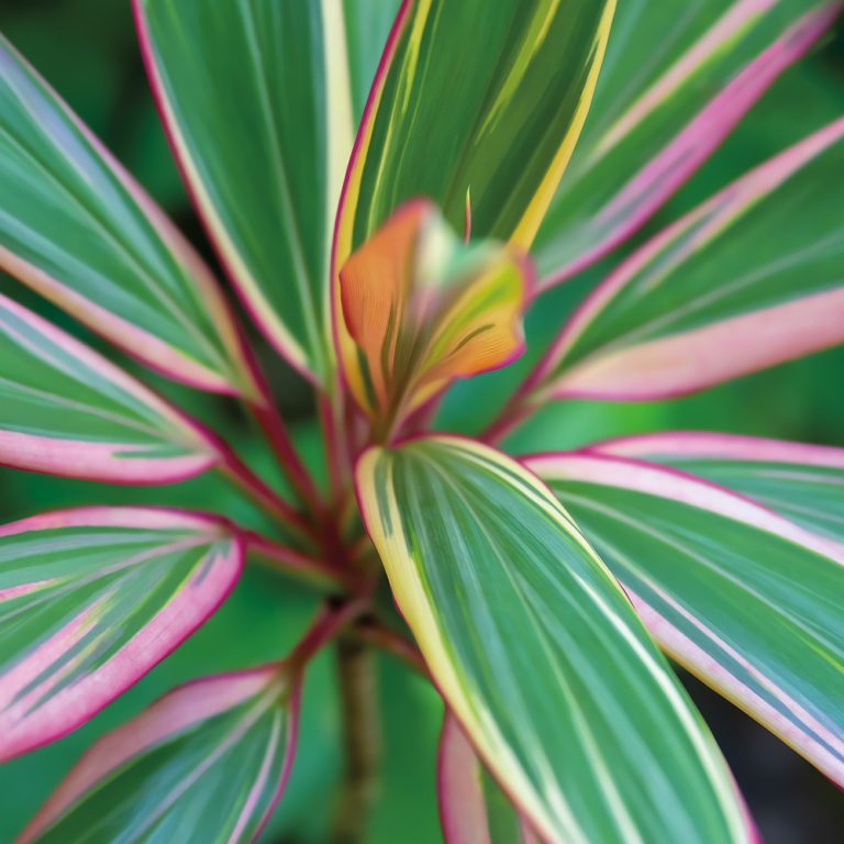 Ti Leaves 2