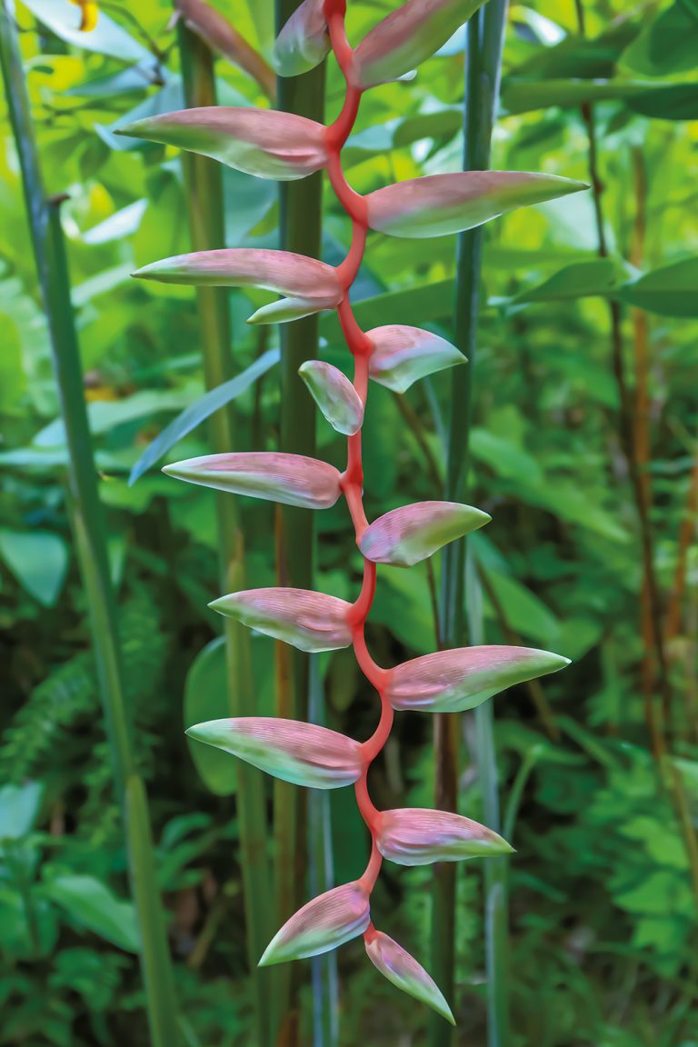 Pink Heliconia