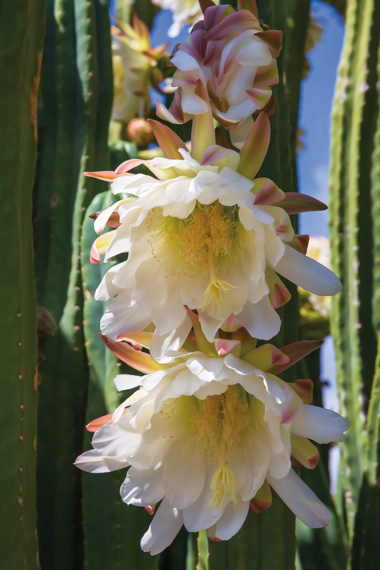 Cacti Bloom 3