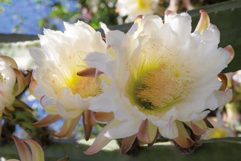 Cacti Bloom 2