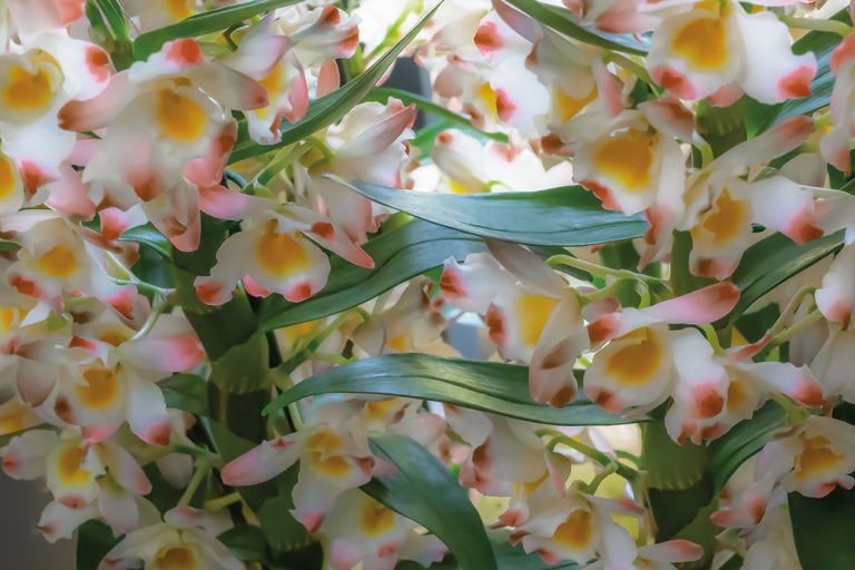 Flowering Blossoms