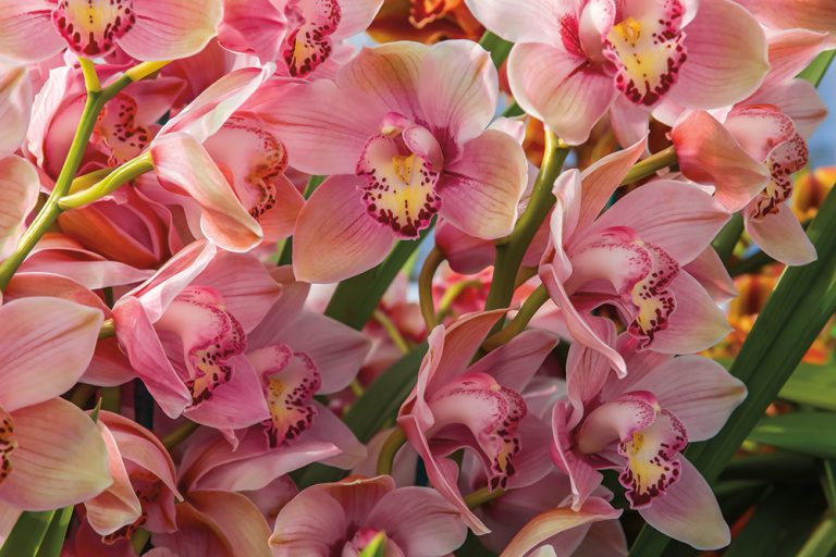 Chinese Cymbidium