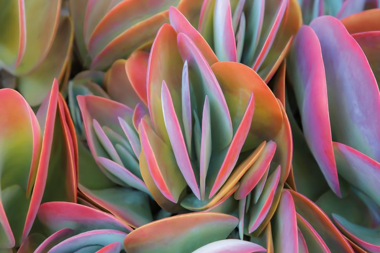 Flap Jack Succulents 1