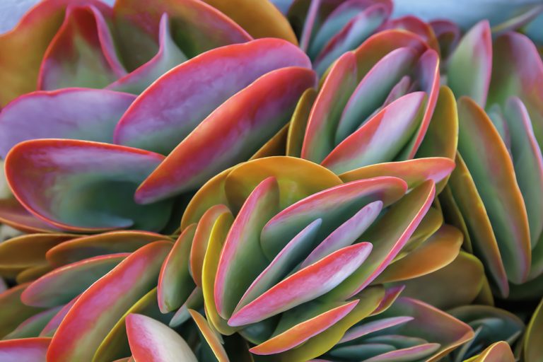 Flap Jack Succulents 2