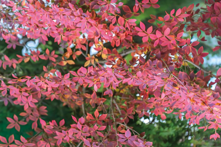 Scarlet Branches