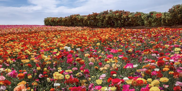 Flower Fields and Bottle Brush