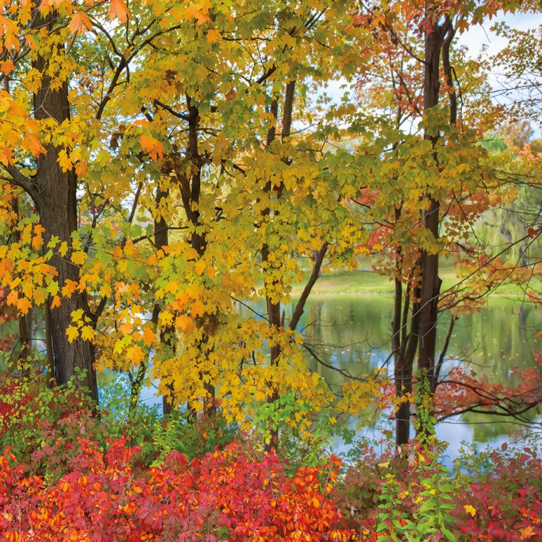 Color by the Pond