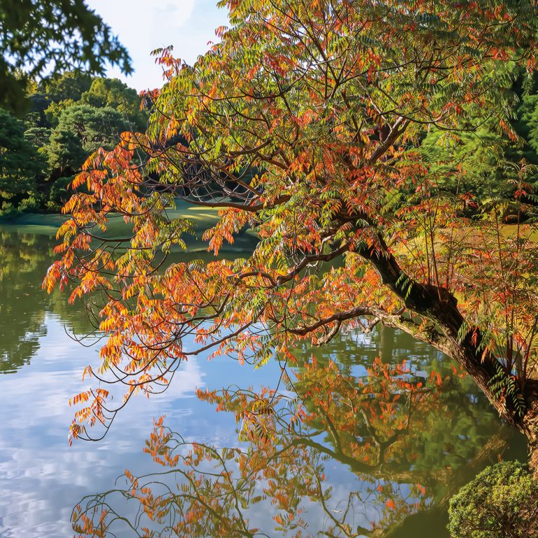 Japanese Garden Autumn