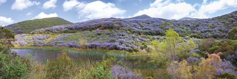 Hills in Bloom