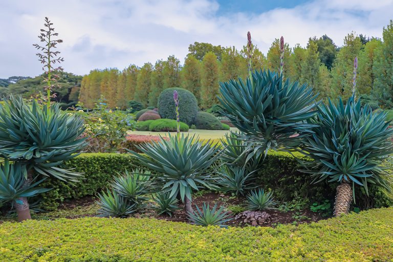 Yucca Garden