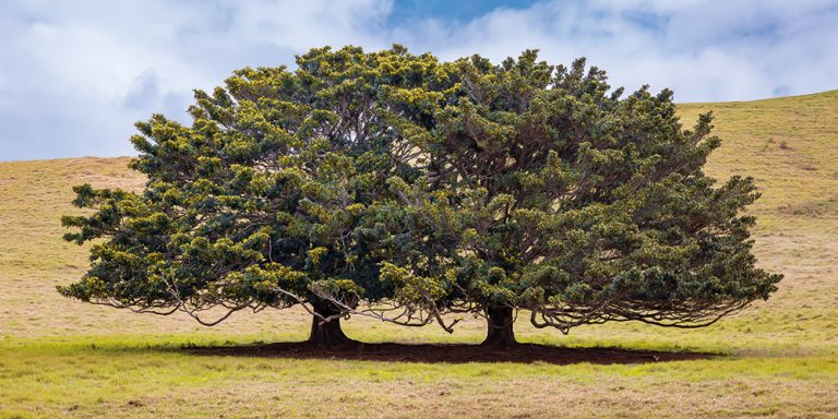 Twin Trees