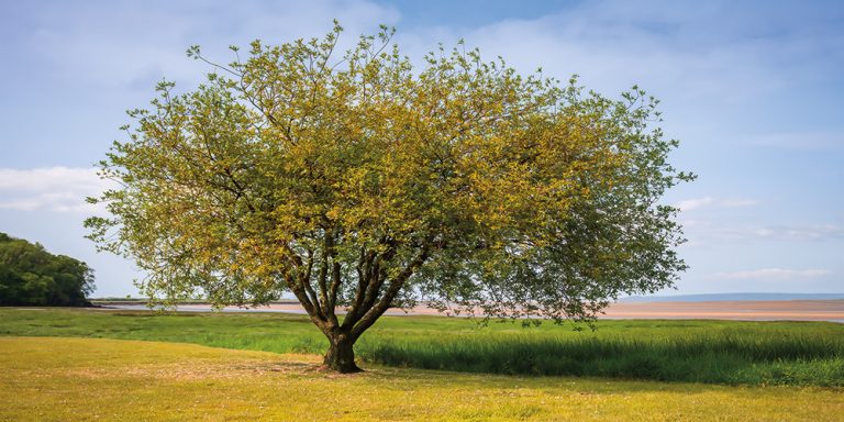 Lagoon Tree
