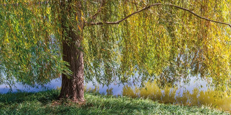 Lakeside Willow