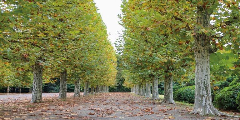 Sycamore Colonade