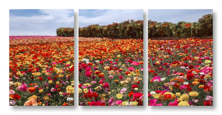 Flower Fields and bottle Brush Triptych