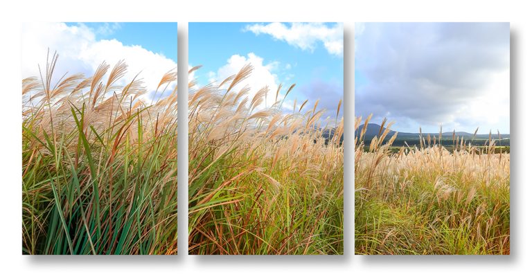 Zephyr Triptych