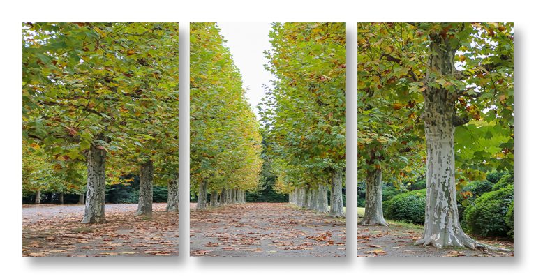 Sycamore Colonade Triptych