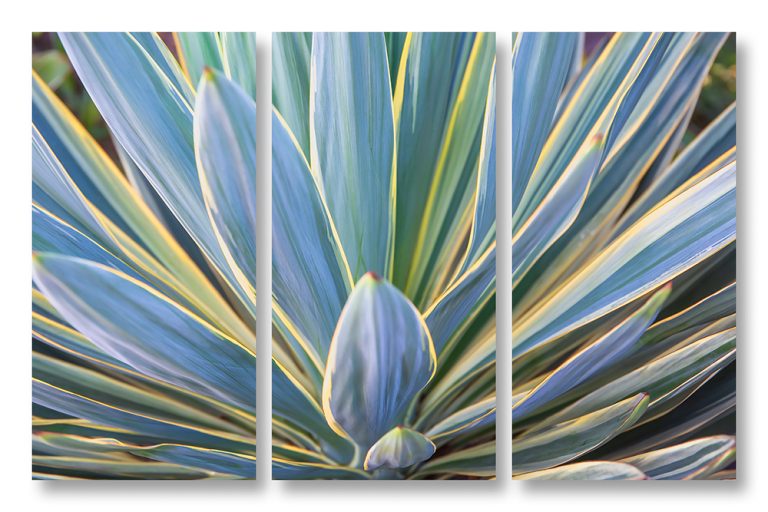 Blue Yucca 3 Triptych