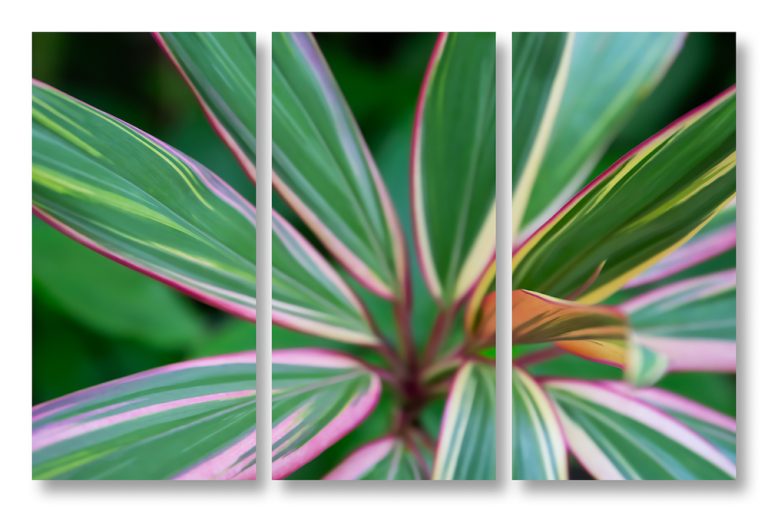 Ti Leaves 3 Triptych