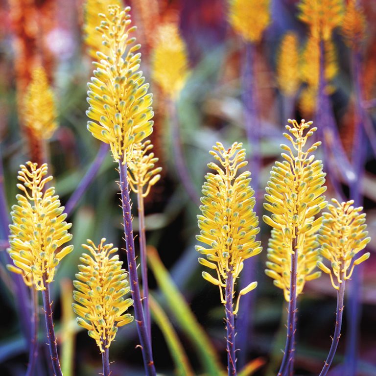 Aloe Buds