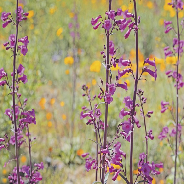 Penstemon and Poppies