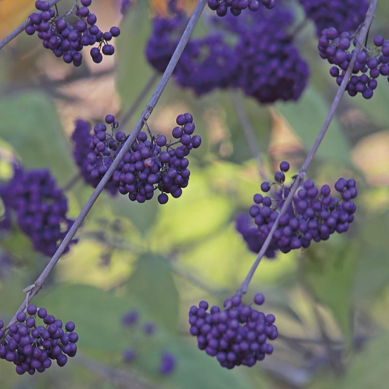 Purple Berries