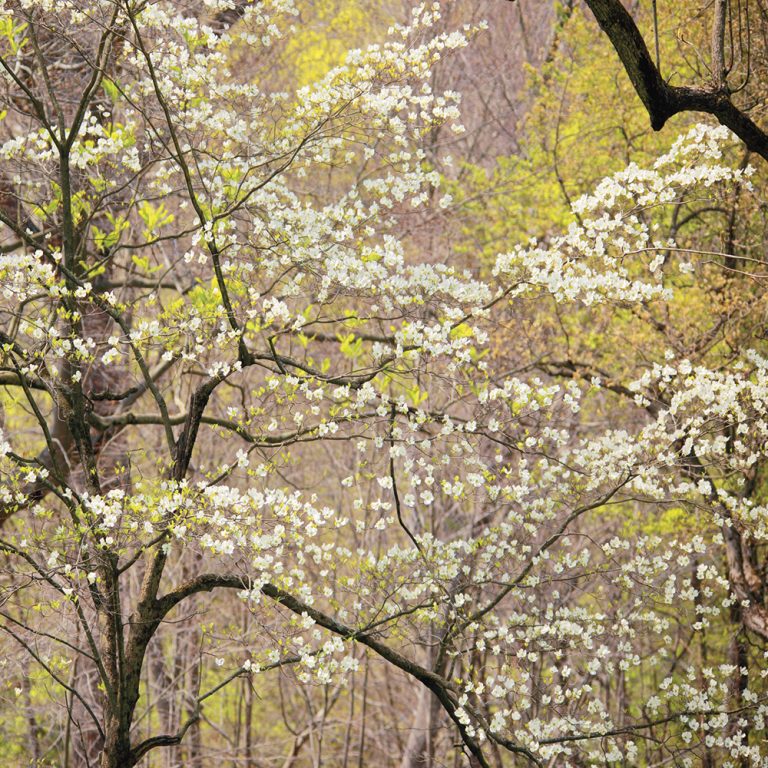 Dogwood 2