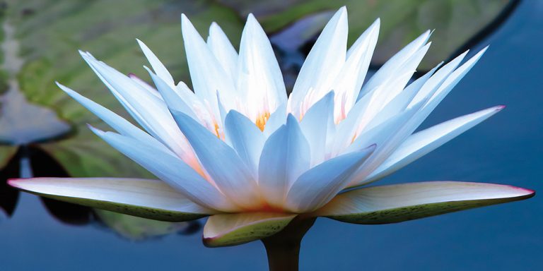 Water Lily 1