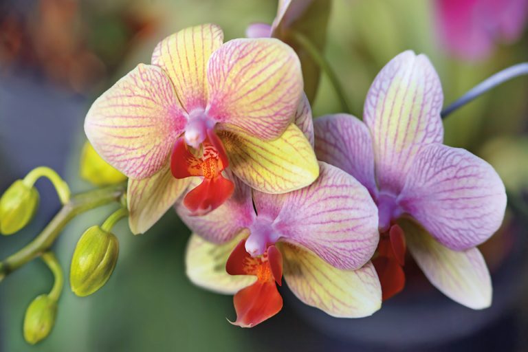 Orchid