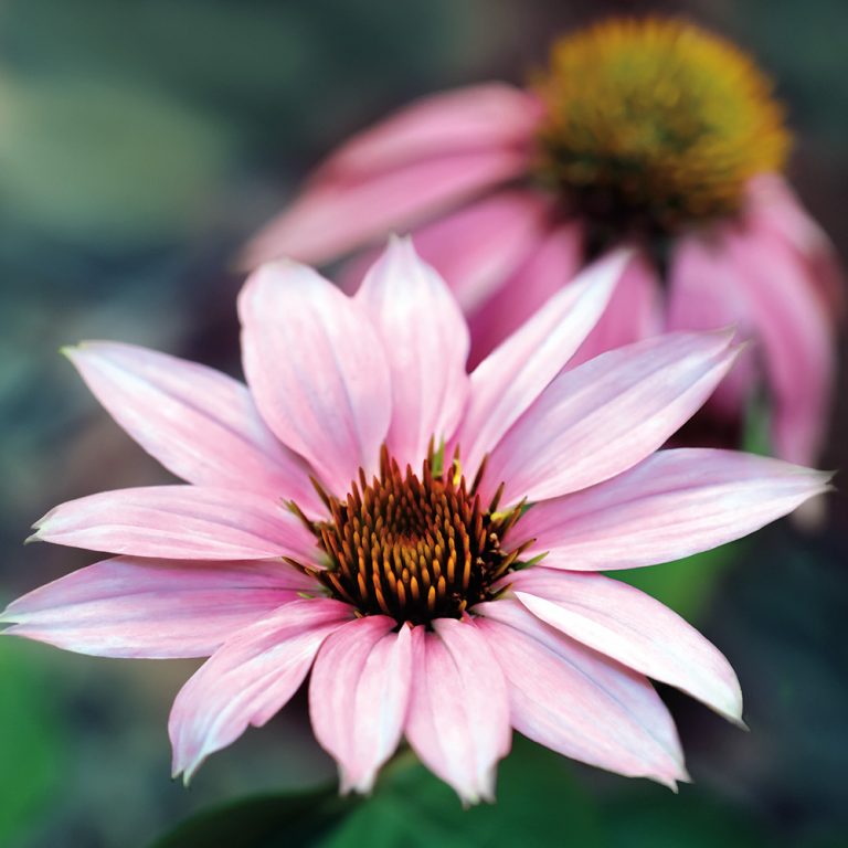 Purple Coneflower