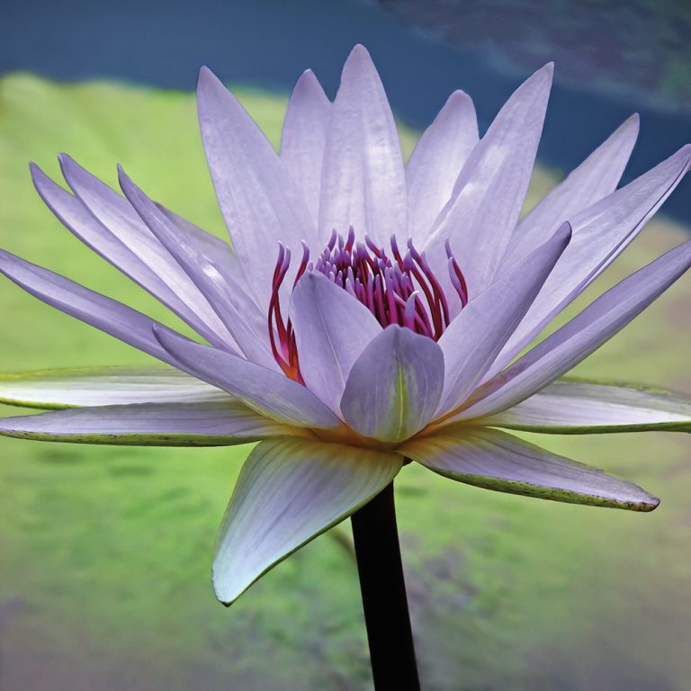 Blue Lotus 2