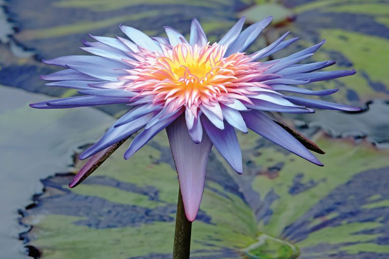 Blue Lotus 3