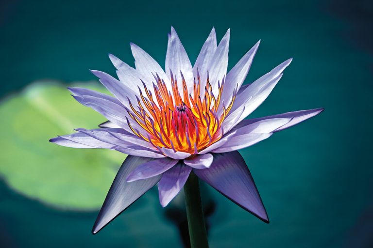 Blue Lotus 5