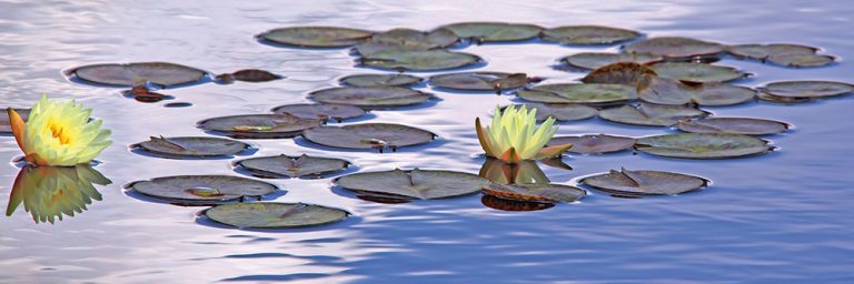 Water Lilies 7